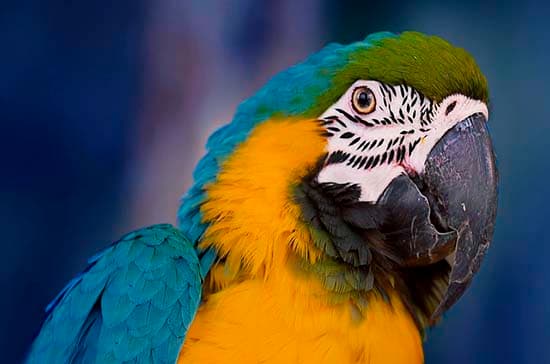 Biodiversidade