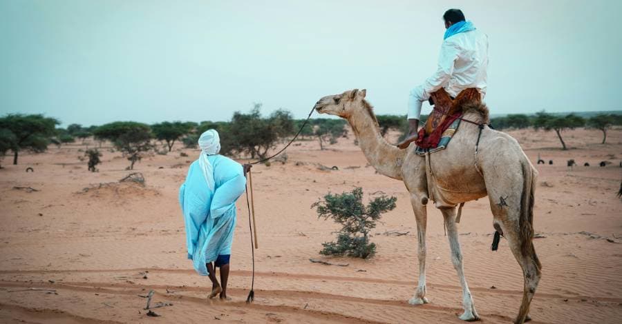 Camelos são chamados de navios do deserto