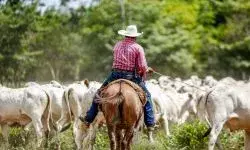 Agro BR